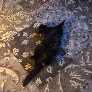 Meet your Posher, Walter